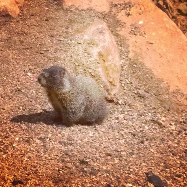 Picture of a marmot